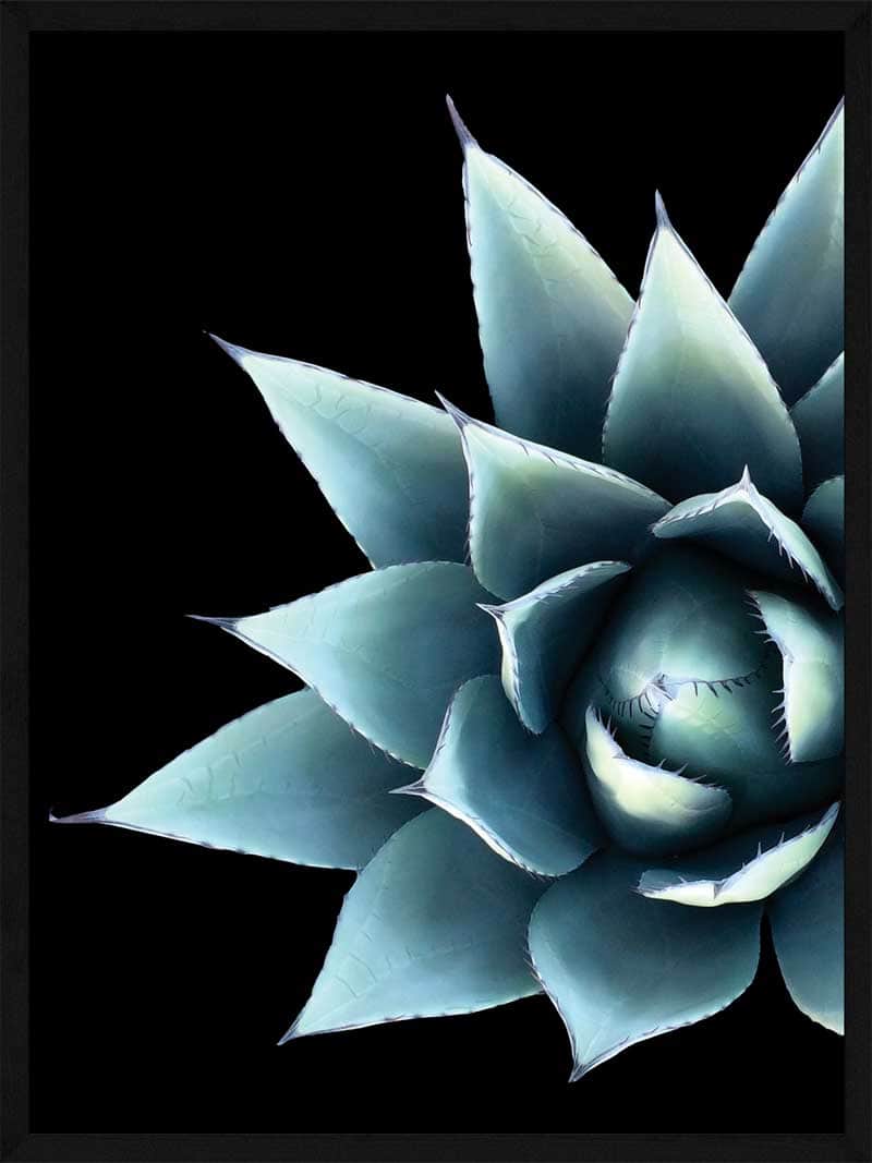 Kaktus Blomst Plakat - Botanisk Kunst til Dit Hjem