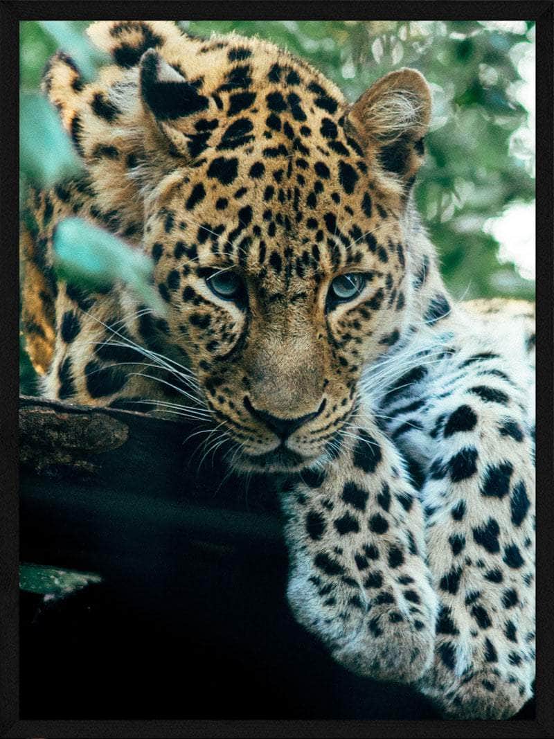 Farverig Leopard Plakat i Skov – Kunst til Dit Hjem