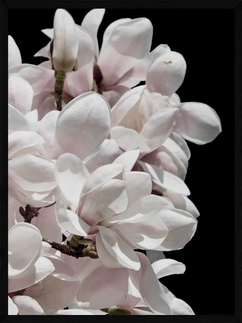 Magnolia Plakat - Botanisk Kunst til Dit Hjem