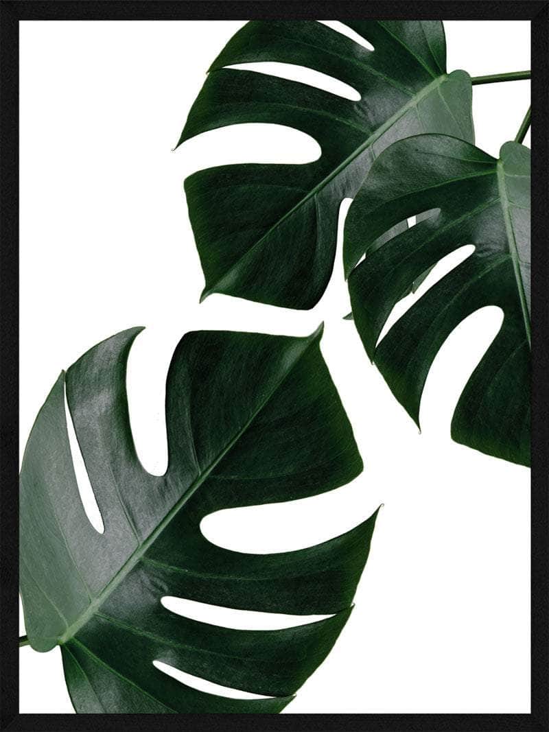 Monstera Plakat – Botanisk Kunst til Dit Hjem
