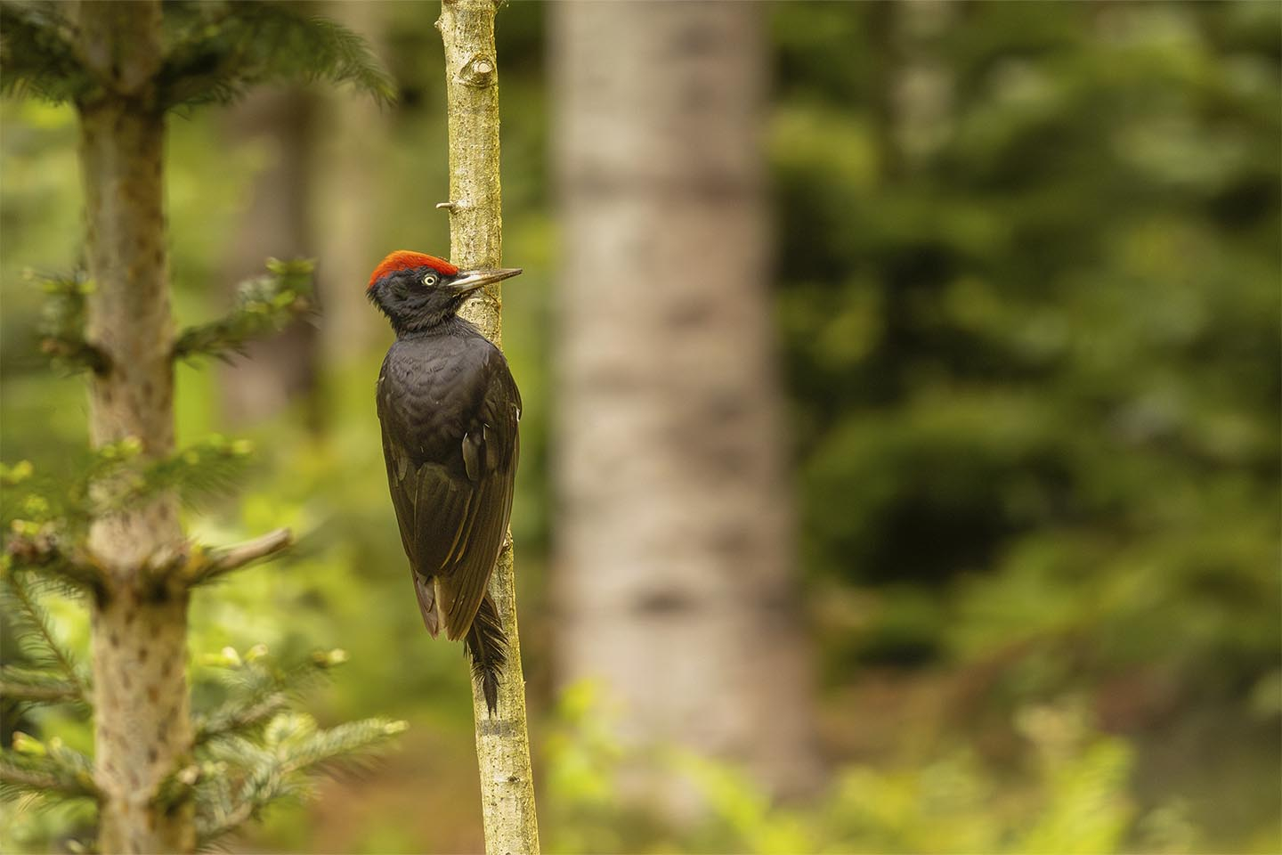 Sortspætte: Unikt naturfoto til dit hjem fra MSJ Natur Foto