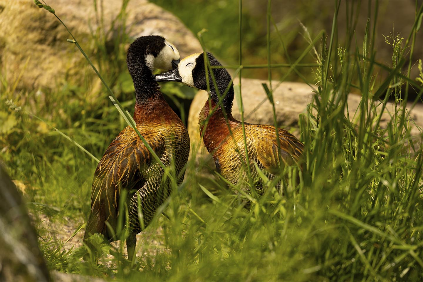 Kærlig Omsorg Blandt Ænder – Smukt Naturfoto til Hjemmet
