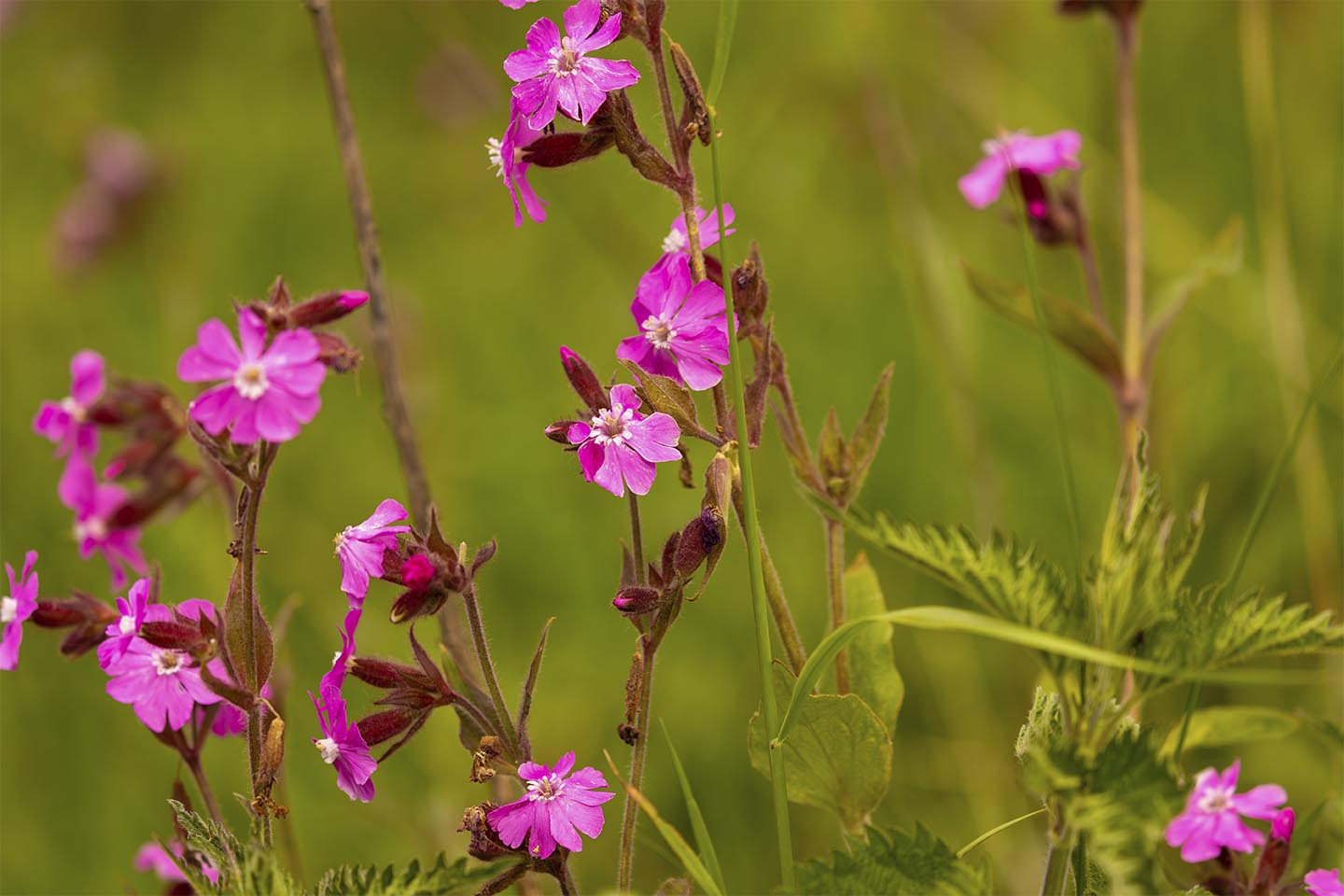 Skøn blomsterfotografi til hjemmet fra MSJ Natur Foto
