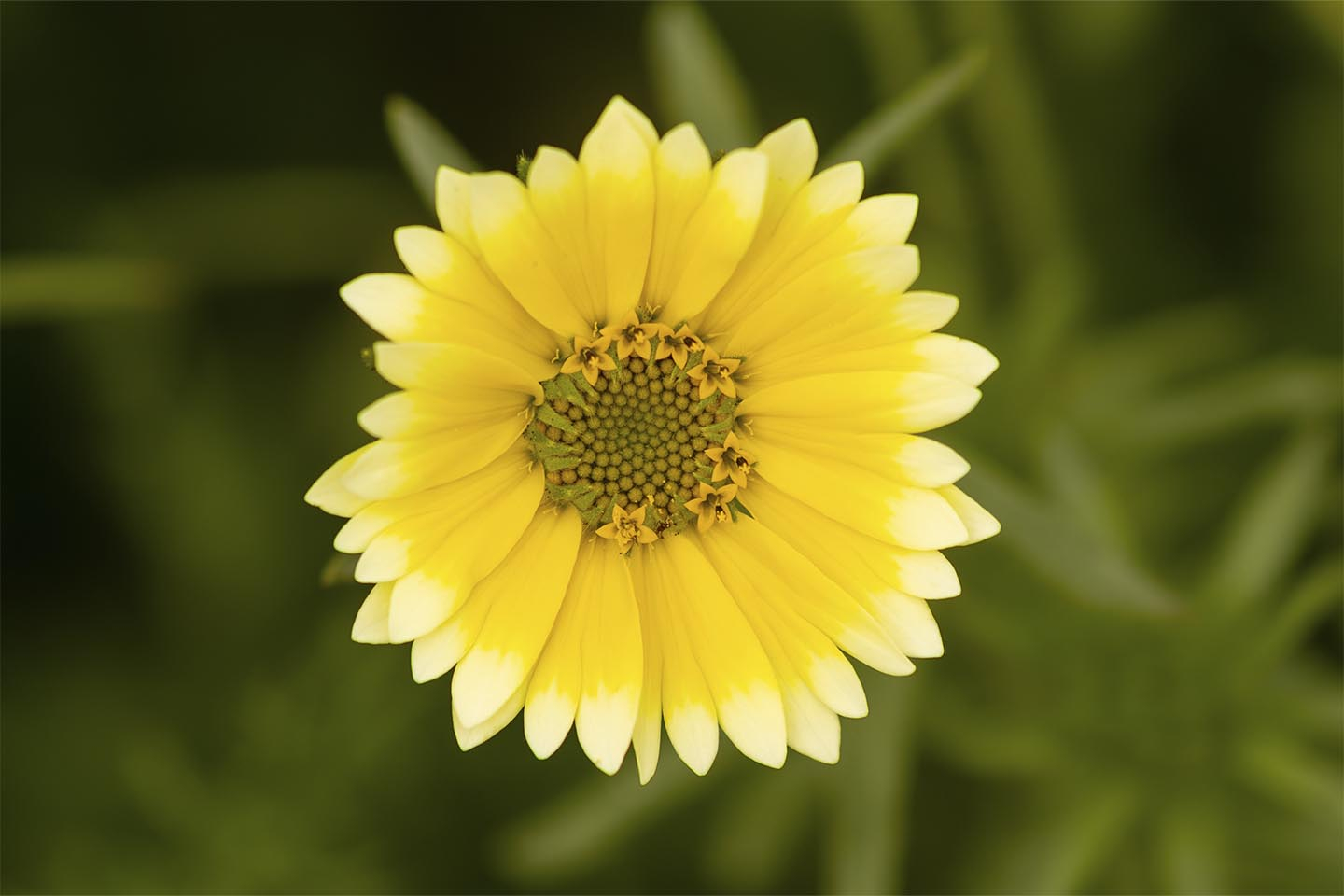 Unikt foto af smuk gul blomst til hjemmet