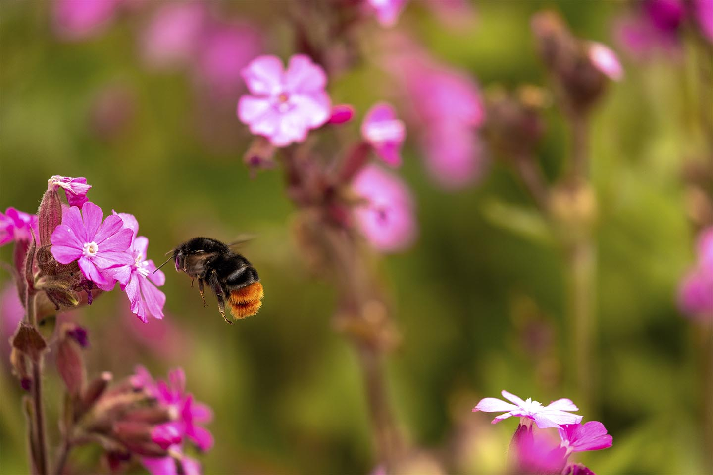 Unikt blomster- og humlebi-foto til dit hjem - Kvalitet!