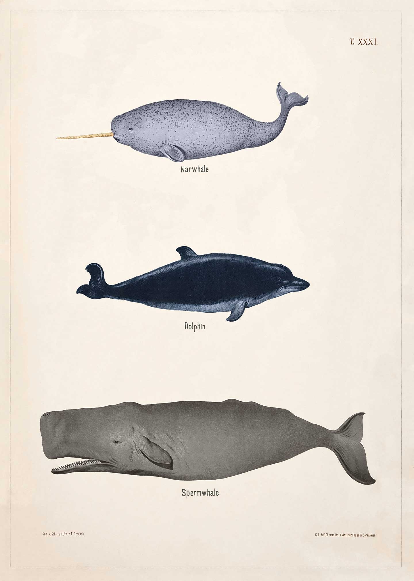 Narhval, Delfin & Kaskelot – Vintage Plakat fra 1889