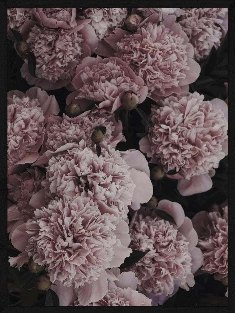 Pæon Plakat – Farverig Blomsterkunst til Dit Hjem