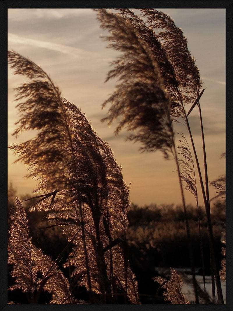 Pampasgræs Plakat med Solnedgang – Botanisk Kunst til Hjemmet