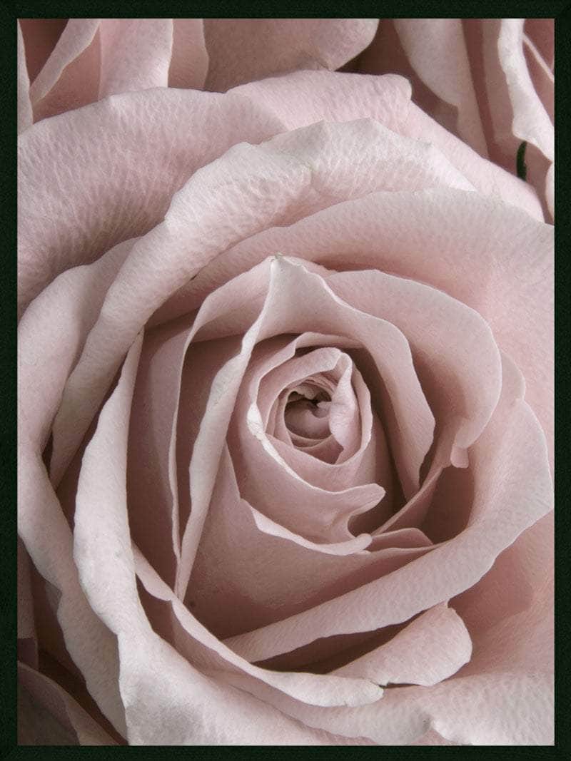 Rosen Nærbillede Plakat - Botanisk Kunst til Dit Hjem