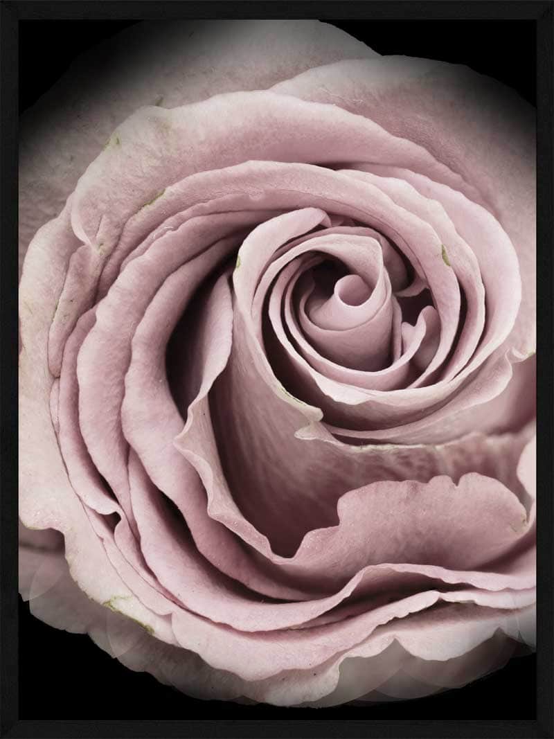 Rosen Plakat – Elegant Botanisk Kunst til Dit Hjem