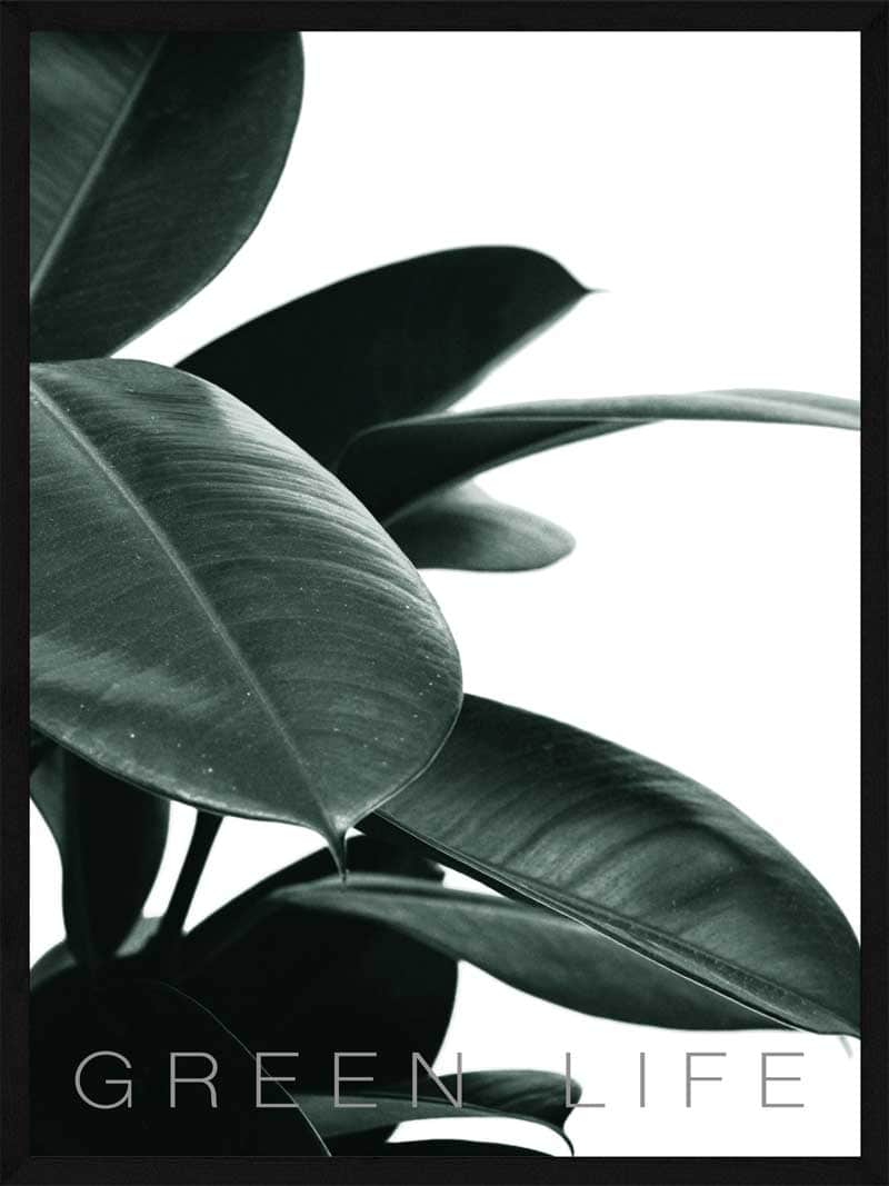 Gummiplante Plakat – Botanisk Kunst til Dit Hjem