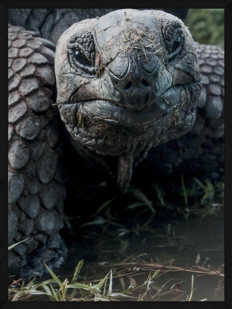 Skildpadde Plakat – Beskyt Havets Skatte! Nærbillede Dekoration