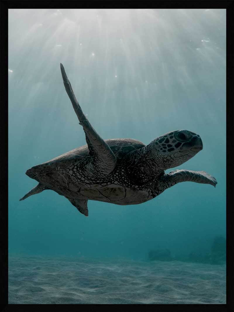 Skildpadde Plakat – Smuk Vægdekoration fra Havet