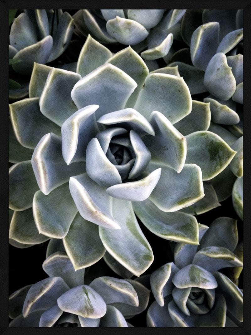 Sukkulenter Plakat - Botanisk Vægkunst til Dit Hjem