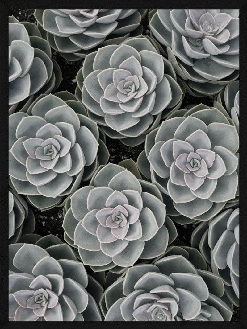 Sukkulent Plakat – Botanisk Vægkunst til Dit Hjem