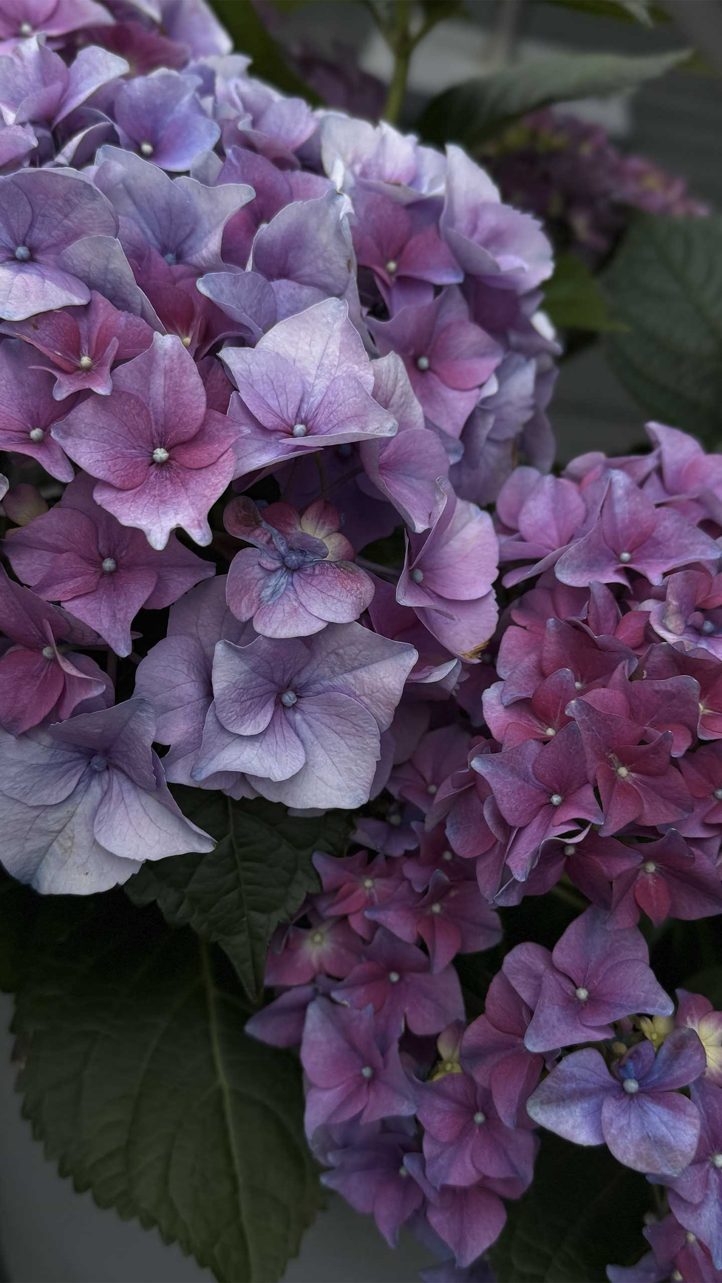 Unikt vægkunstmotiv med smukke blomster fra Heart Notes