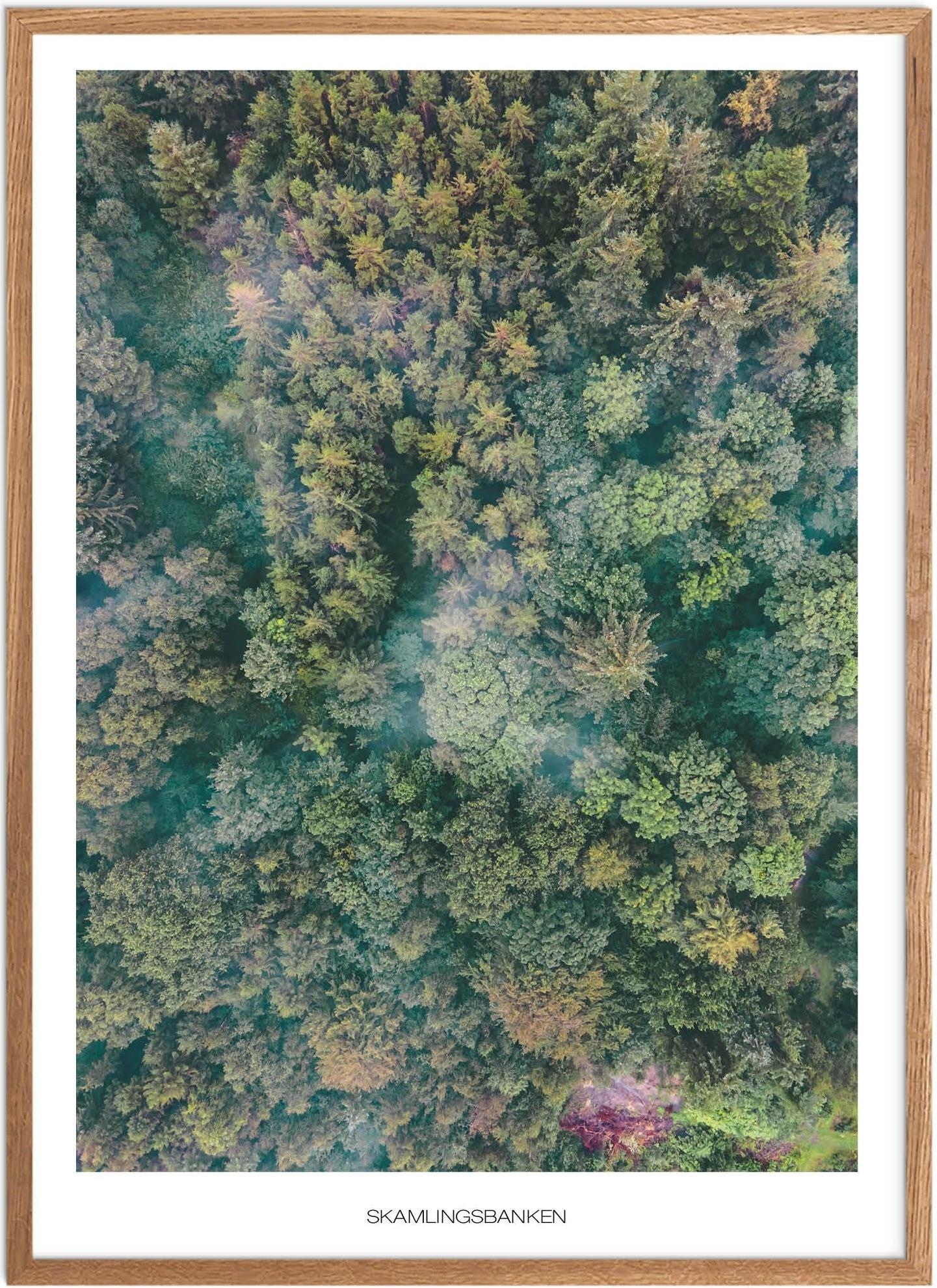 Plakat af Skamlingsbanken Skov | Naturplakat i Sydjylland
