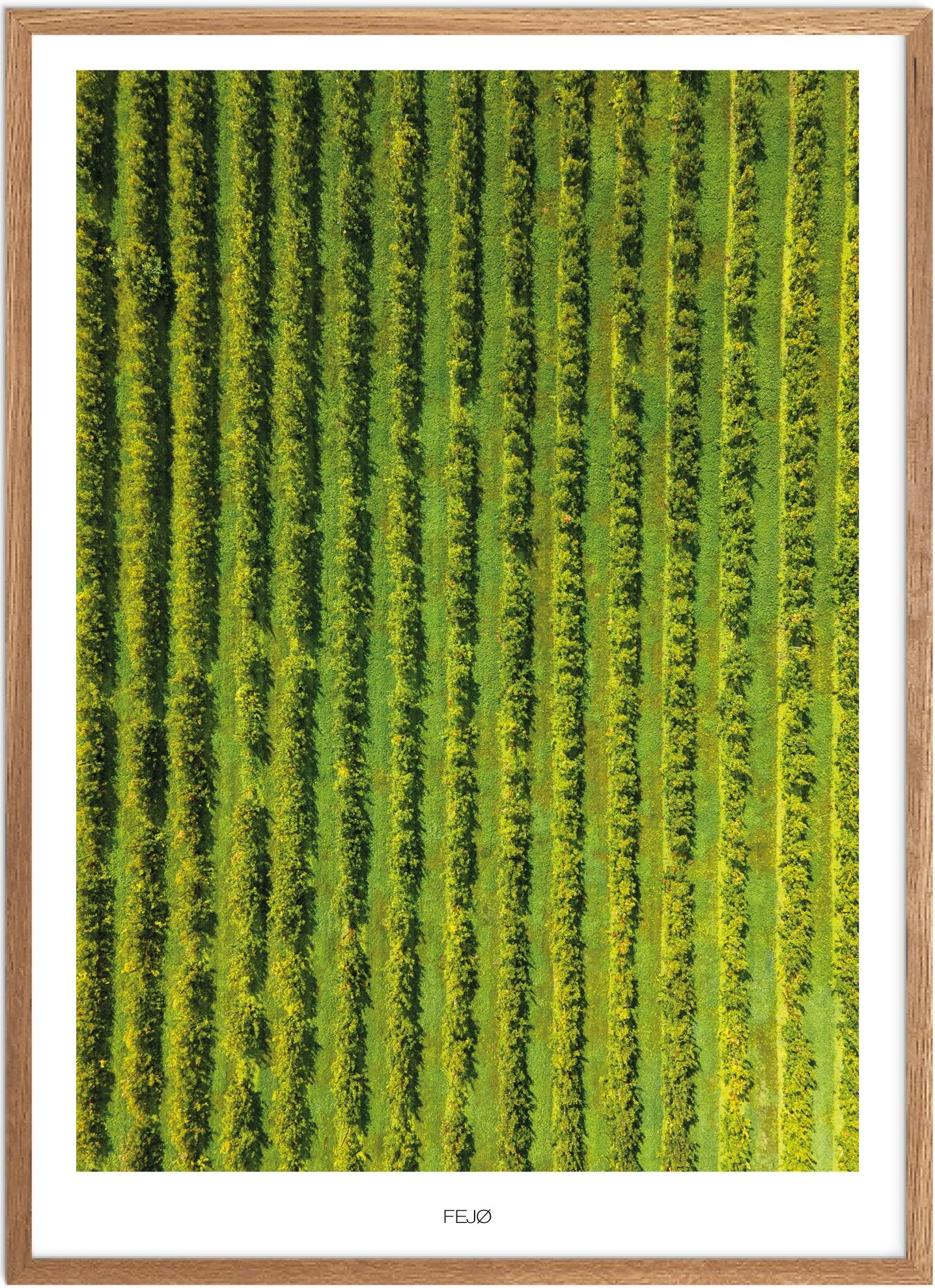 Plakat Fejø | Naturplakat | Plakater Lolland og Falster | Plakat | Plakatsnedkeren | Drone-plakater