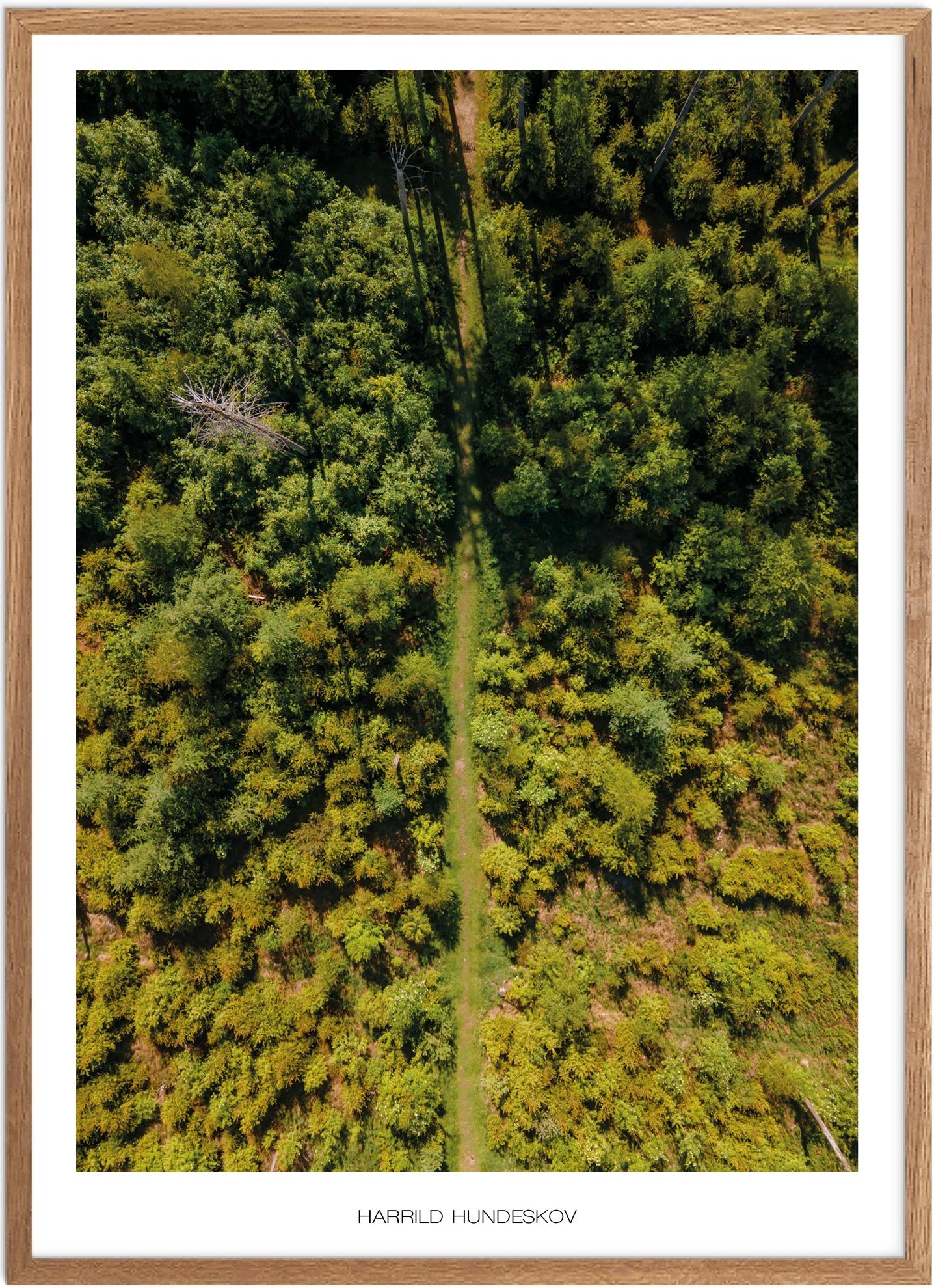 Plakat Harrild Hundeskov | Naturplakat | Recommended products (Seguno) | Plakat | Plakatsnedkeren | Drone-plakater