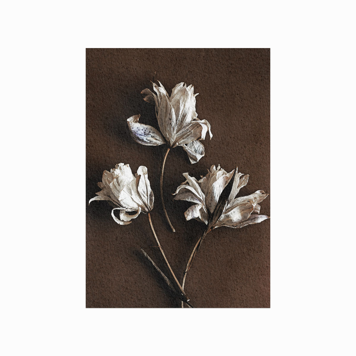 Lucie Veselá White Flowers on Wood