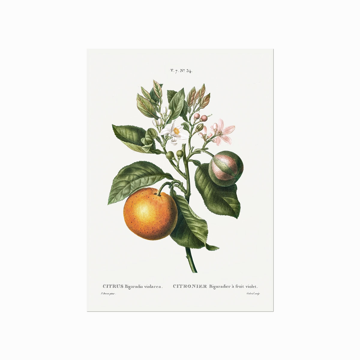 Pierre Joseph Redouté  Citrus no. 34