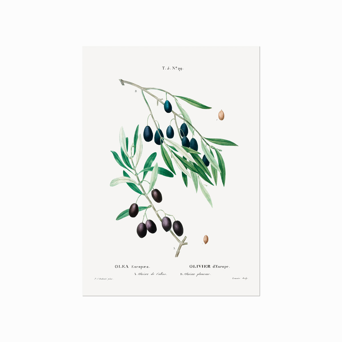 Pierre Joseph Redouté  Olive no. 29