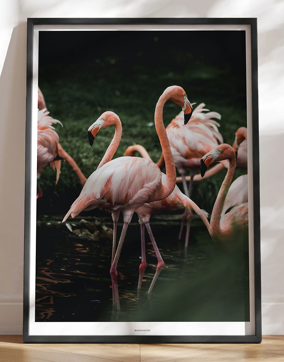 Plakat med flamingoer - Fotoplakat
