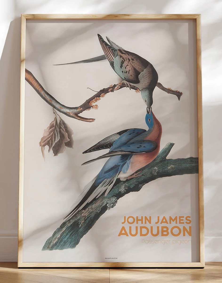 Audubon plakat - Passenger pigeon