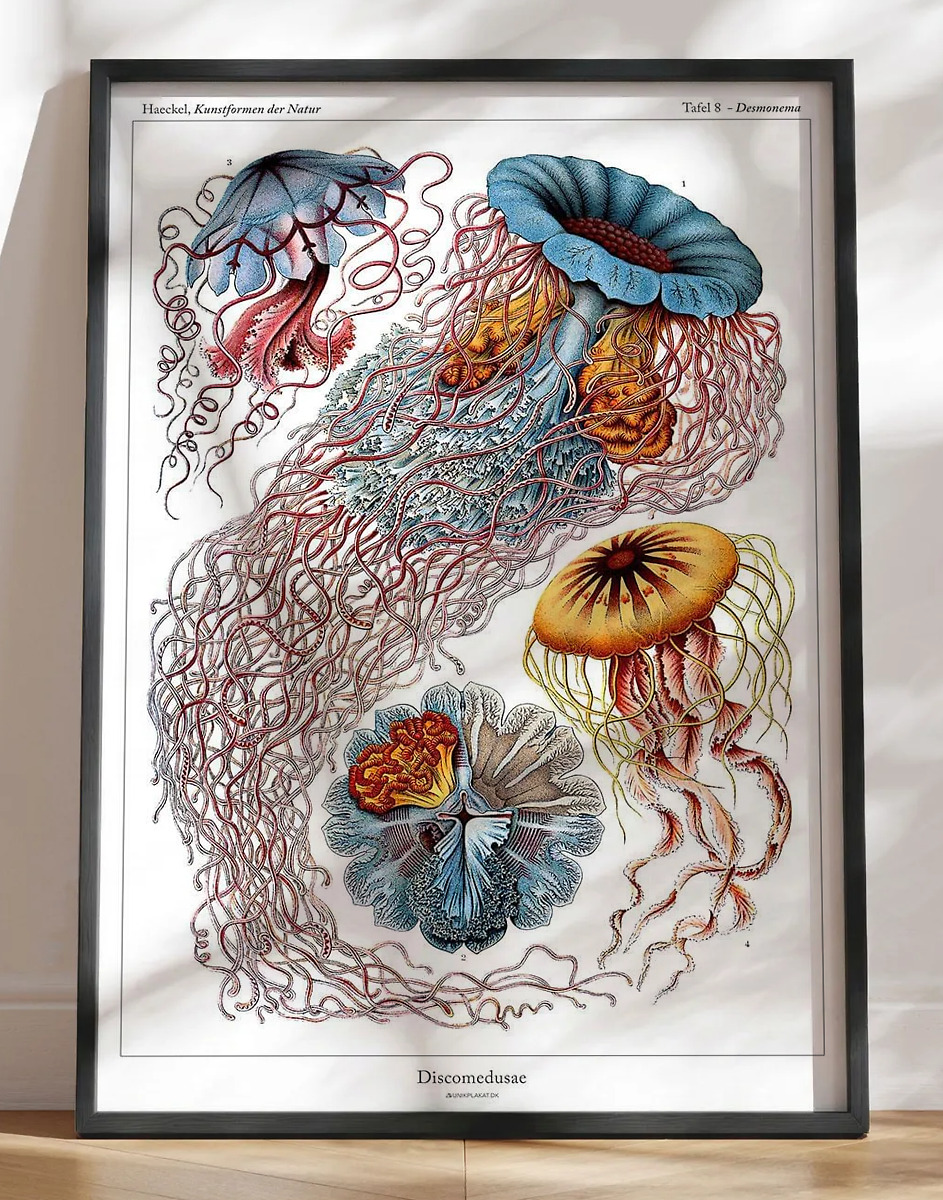 Ernst Haeckel - Discomedusae - leksikonplakat med vandmænd