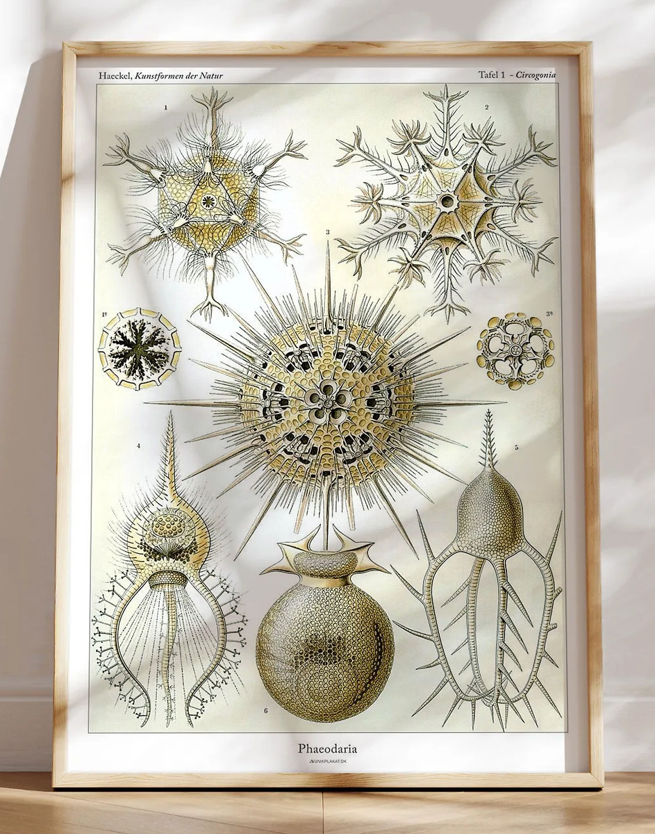 Ernst Haeckel - Phaeodaria - retroplakat med vandlevende organismer