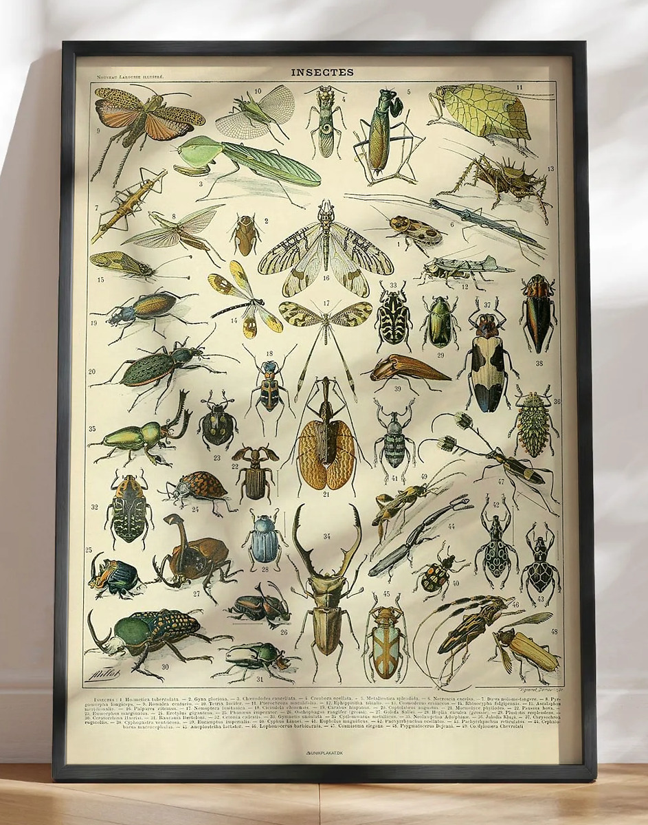 Adolphe Millot - Insectes - Insektplakat