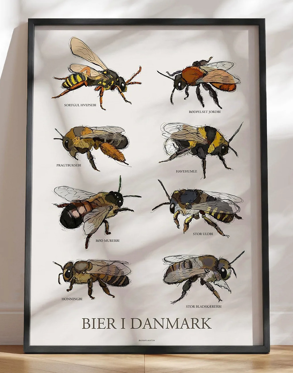 Plakat med bier - 8 håndtegnede danske bier
