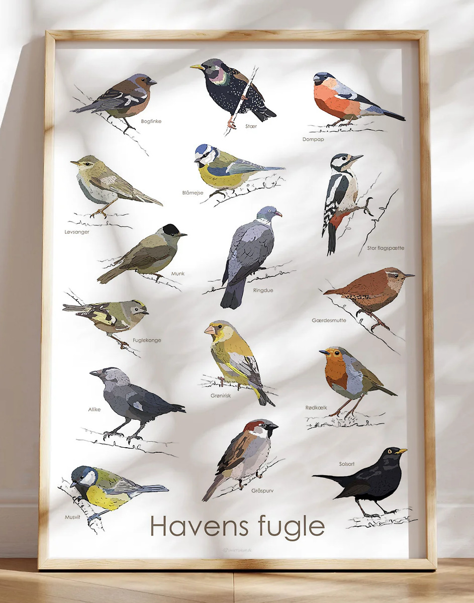 Plakat med havens fugle