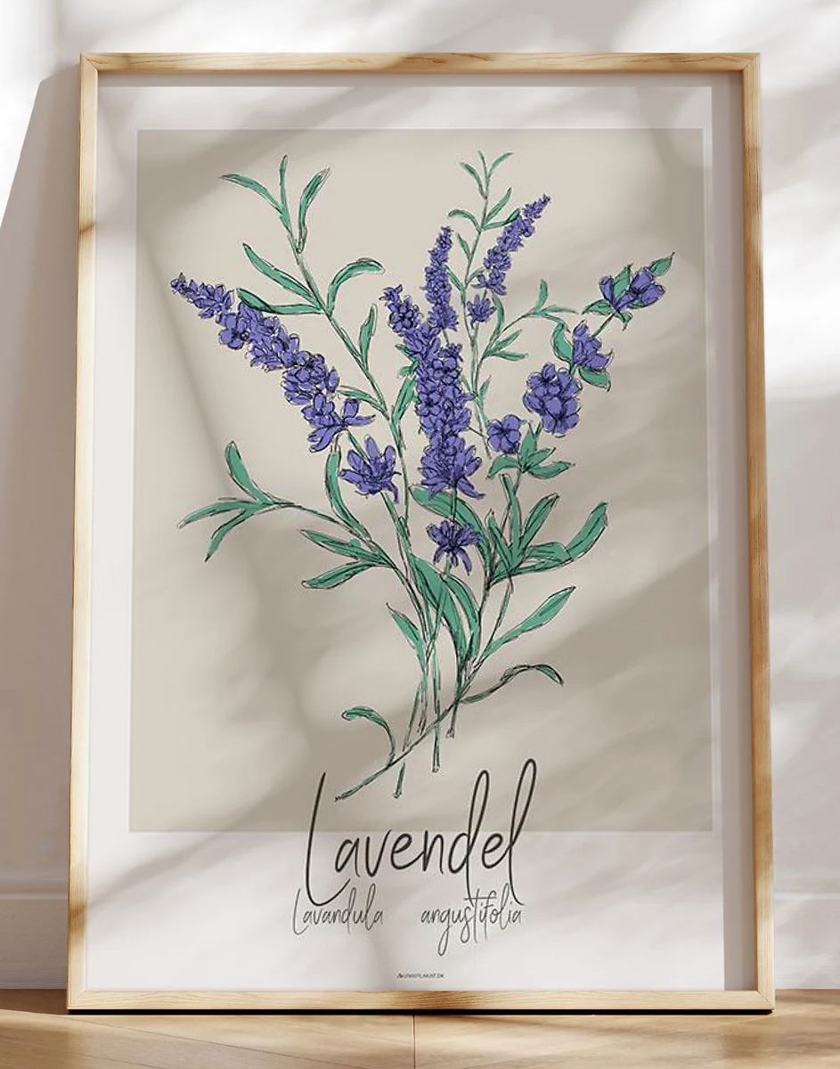 Kunstplakat - Lavendel