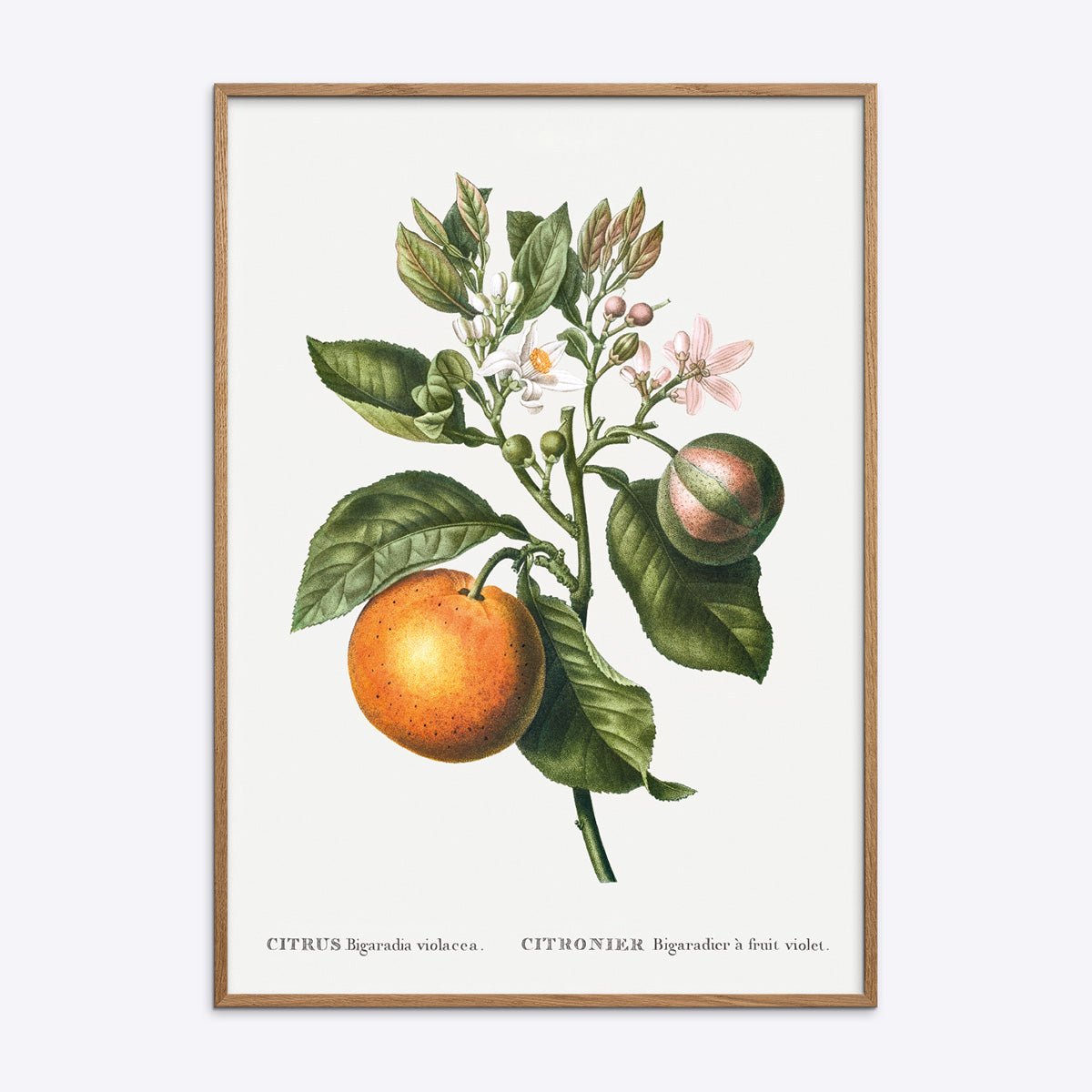 Citrus Bigaradia Violacea