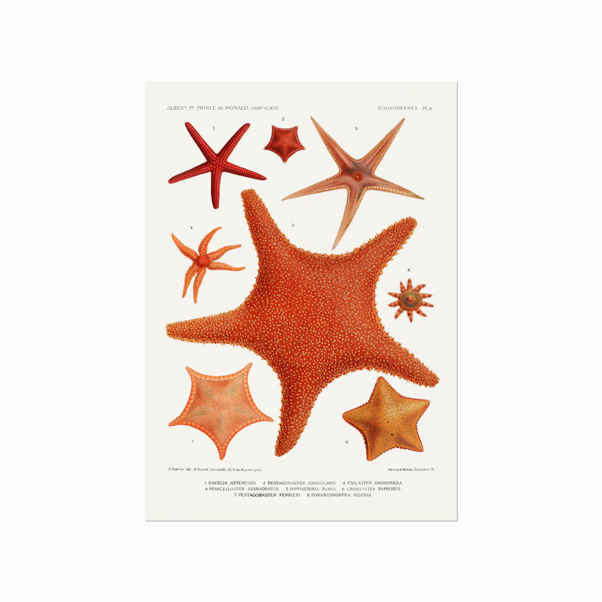Echinodermes (Starfish)