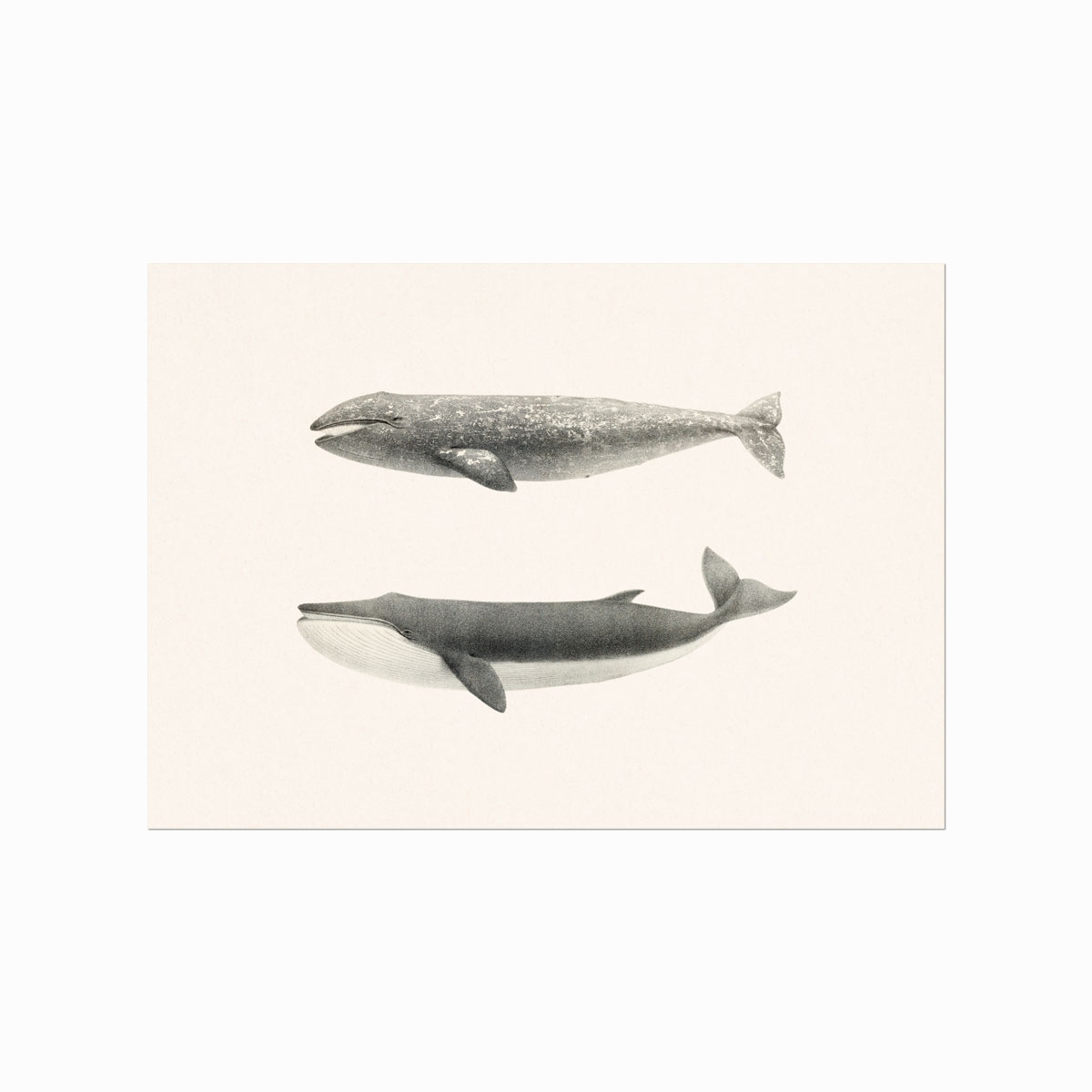 Whales of Coastal Nantucket