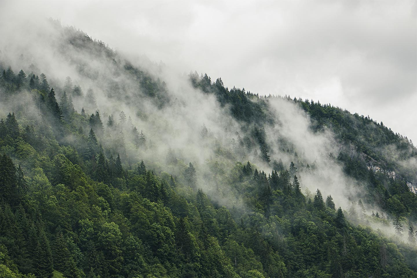 Mysterious forest fog I af Rasmus Gundorff Sæderup