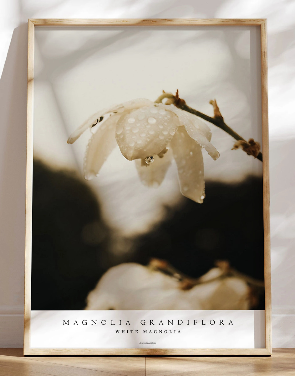 Fotoplakat - White magnolia