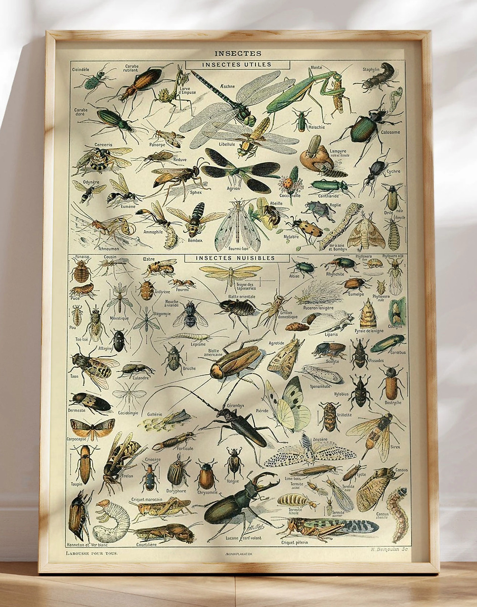 Adolphe Millot - Insectes - Plakat med insekter