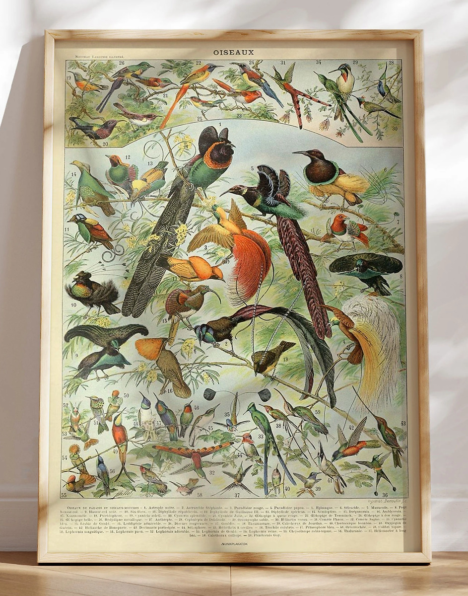 Adolphe Millot - Oiseaux - Plakat med fugle