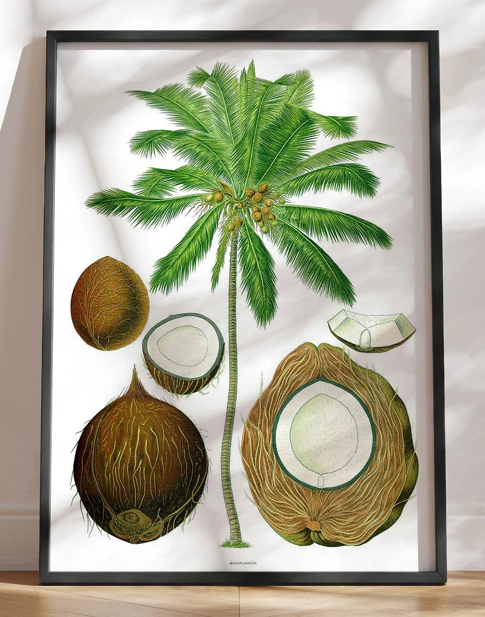 Köhlers Medizinal Pflanzen - Cocos Nucifera - Genoptryk af retromotiv med palme