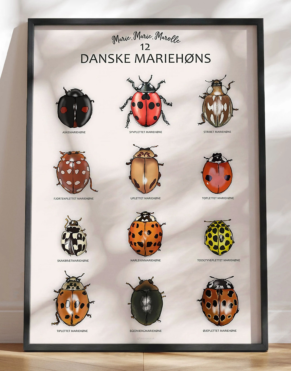Mariehøne plakat - sådan ser 12 af de danske mariehøns ud