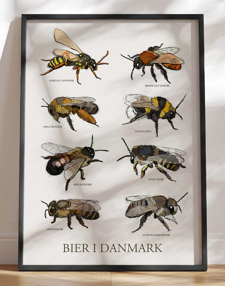 Plakat med bier - 8 håndtegnede danske bier
